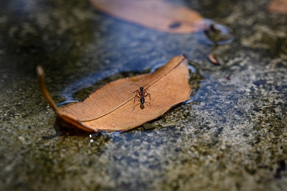 Ant,On,A,Leaf,,Macro,Of,A,Bug,On,A Ant,On,A,Leaf,,Macro,Of,A,Bug,On,A