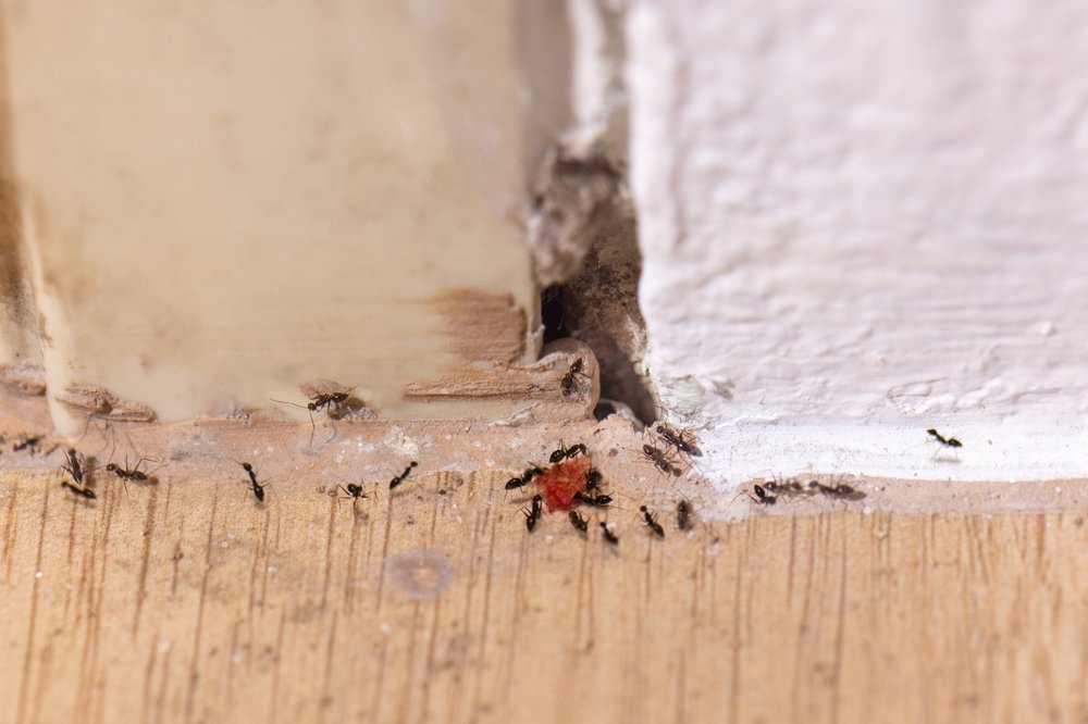 The,Base,Of,The,Door,Frame,Is,Rotten,And,Underground The,Base,Of,The,Door,Frame,Is,Rotten,And,Underground