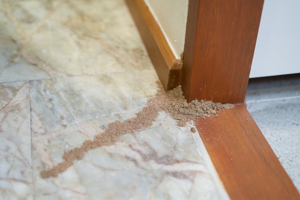 Group,Of,The,Small,Termite,Pest,Insect,Destroy,Timber,Build Carpenter Ants or Termites?