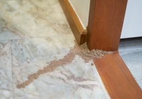 Carpenter Ants or Termites?