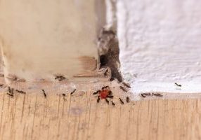 The,Base,Of,The,Door,Frame,Is,Rotten,And,Underground