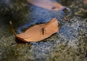 Ant,On,A,Leaf,,Macro,Of,A,Bug,On,A