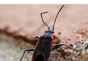vancouver wa boxelder bug